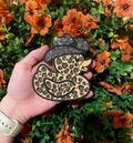 Rubber Duck with Cowboy Hat Car Freshie- Custom I Car Air Freshener I Luxury Car Accessory I Freshy I Gift for Him & Her I Western I Jeep
