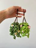 Car Hanging Accessories, Crochet Hanging Plant,  Car Ornament, Plant Lover Gift - Hanging Plant Car Decor - Car Mirror Hanging Accessories