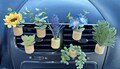 Essential Oil Car Freshener Plants